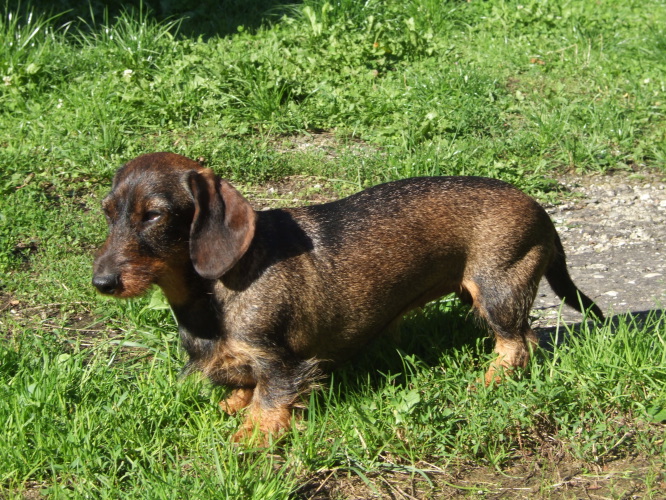 Vadrouille du Dollerbaechlein