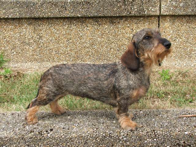 Dinky toy du Dollerbaechlein