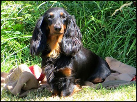 Miss tick von damsmühle