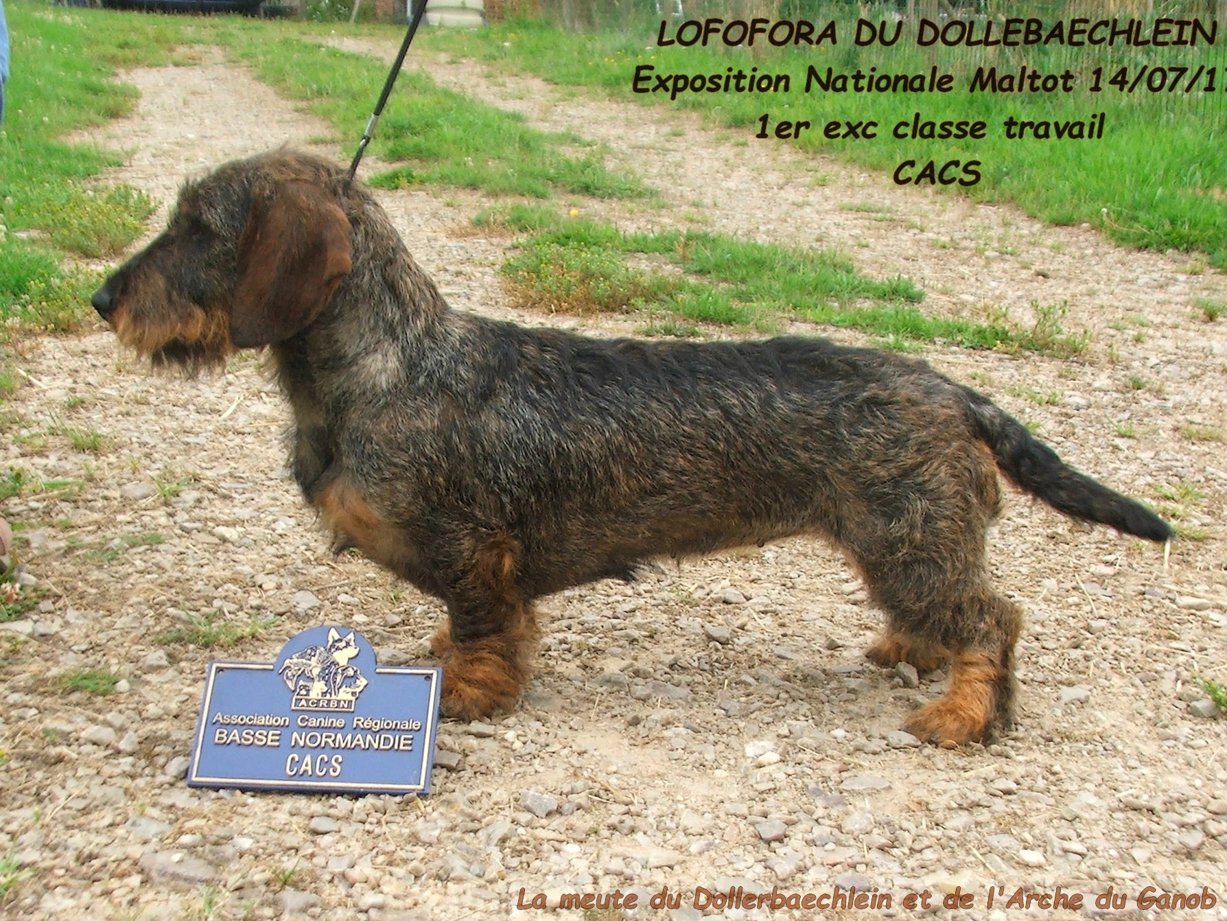 Lofofora du Dollerbaechlein