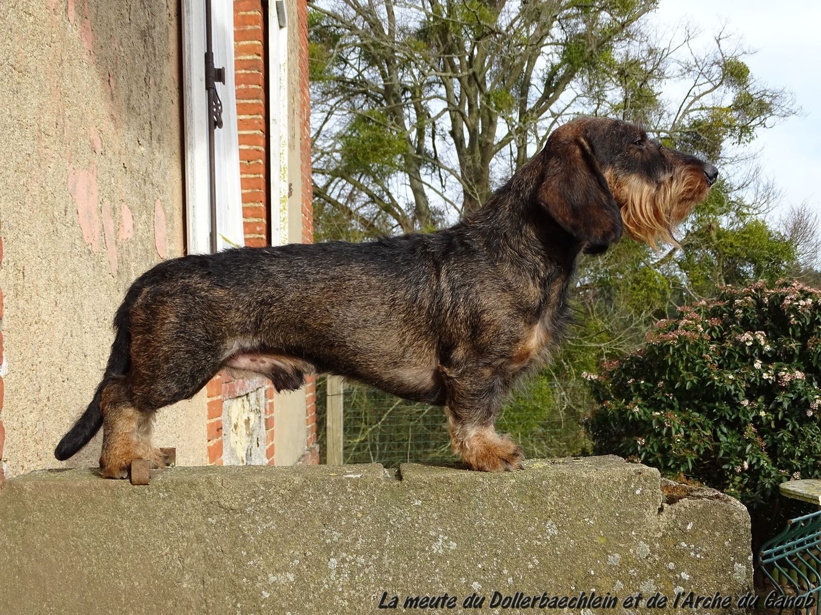 CH. Braveheart de los madroños