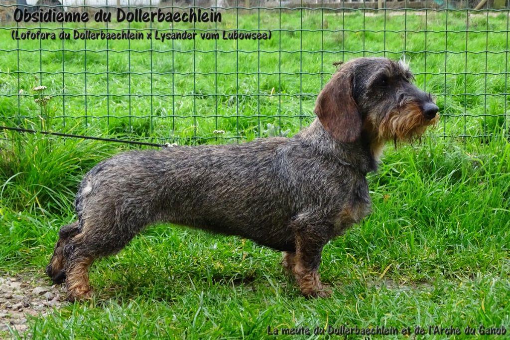 Obsidienne du Dollerbaechlein