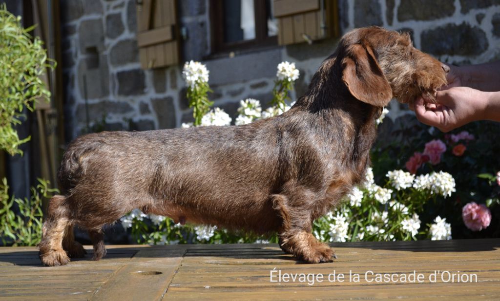 Mara du Dollerbaechlein