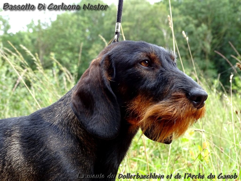 bassotto di corleone Nestor