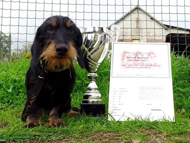 CH. Gizmo von holschendorf