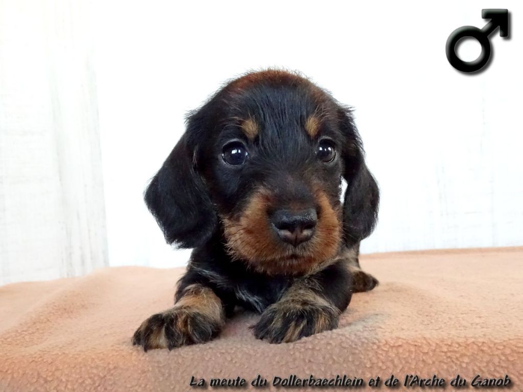 du Dollerbaechlein - Chiots disponibles - Teckel poil dur