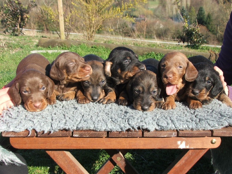 Chiot Teckel poil dur du Dollerbaechlein