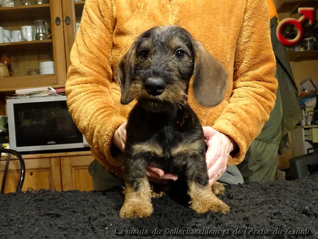 du Dollerbaechlein - Chiots disponibles - Teckel poil dur