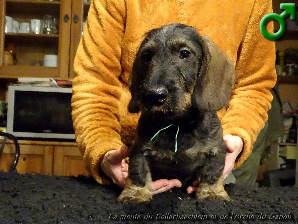 du Dollerbaechlein - Chiots disponibles - Teckel poil dur